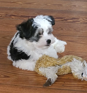 Malteser, Yorkshire Mix  ( Morki)