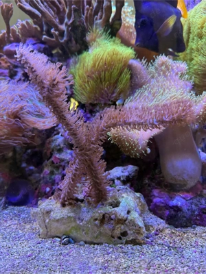 Gorgonie 15cm