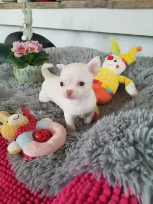 Chihuahua Welpen  in tolle Farben  lang +Kurzhaar 