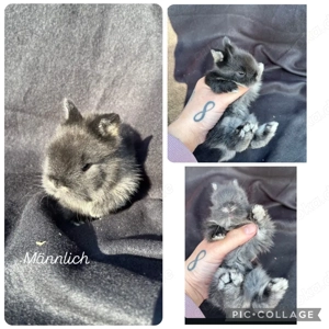 Löwenköpfchen Kaninchen handzahm