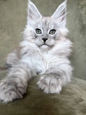 Wunderschöne Kätzchen zu verkaufen   Alle geimpft   