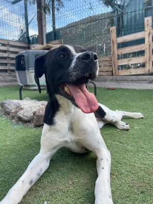 Sylvie - soziale Pointerhündin sucht ihre Familie