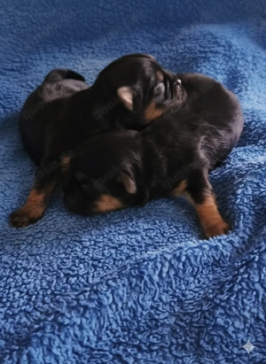 Malteser shih tzu welpen