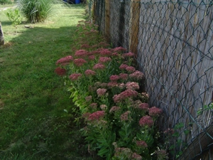 Verschiedene Garden Pflanzen,