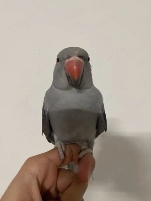 Handzahmen Halsbandsittich