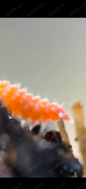 Yuukianura aphoruroides - Orangener Springschwanz