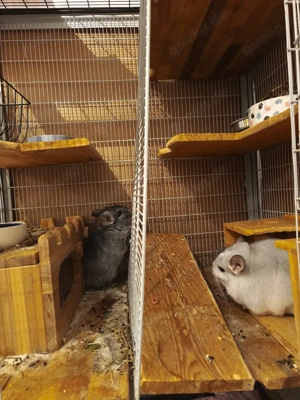 Chicnchilla Angora RPA Weibchen Ebony Mittel 100% BDT AVT und ST