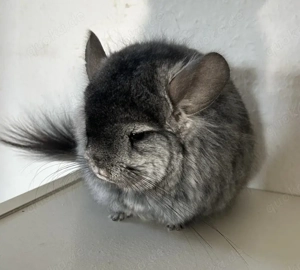Chicnchilla Angora RPA Weibchen Ebony Mittel 100% BDT AVT und ST Bild 2