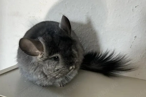 Chicnchilla Angora RPA Weibchen Ebony Mittel 100% BDT AVT und ST Bild 4