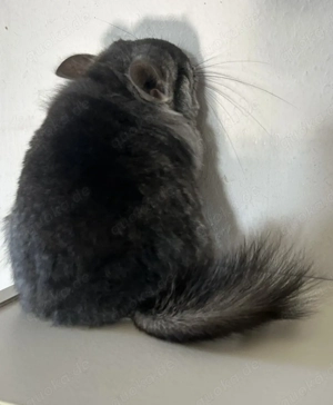 Chicnchilla Angora RPA Weibchen Ebony Mittel 100% BDT AVT und ST Bild 5