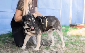 Lenny möchte nochmal durchstarten Bild 5