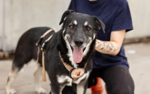 Lenny möchte nochmal durchstarten Bild 10