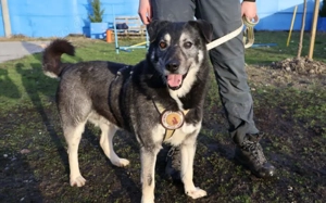 Lenny möchte nochmal durchstarten Bild 3