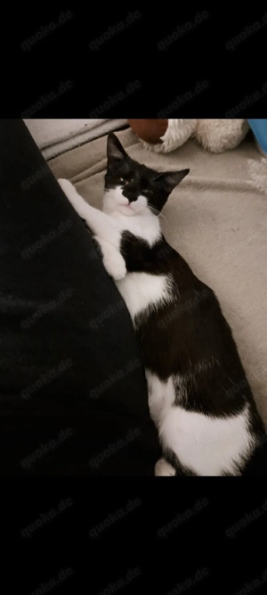 Katze   Jungkatze   Kitten