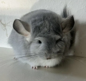 Chinchilla Angora RPA Weibchen Blue Diamond 100 % AVT 100% ST