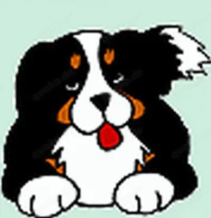 Berner Sennenhund Hündin als Familienhund gesucht (kein Welpe!)