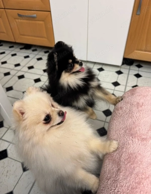 Zwei Mini Zwergspitz Prinzessinnen 