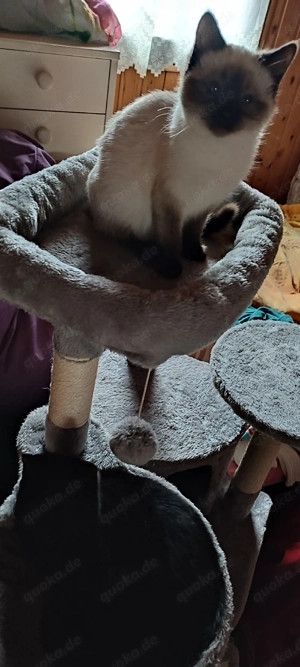  BKH  Seal  Point  Mädchen ! Reinrassig 