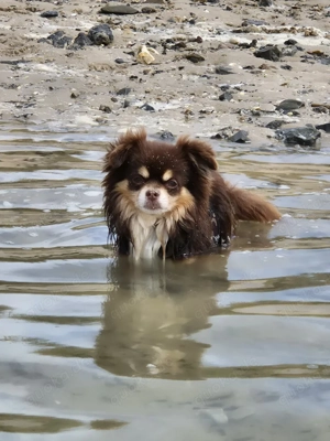 Langhaar Chihuahua Deckrüde Bild 2