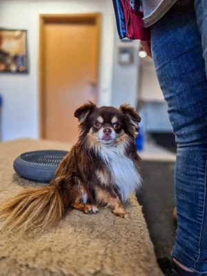 Langhaar Chihuahua Deckrüde