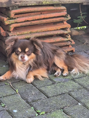 Langhaar Chihuahua Deckrüde Bild 3