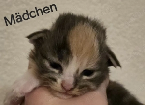 Maine Coon Kitten reinrassig 