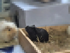 Junge Meerschweinchen-Dame Bild 2