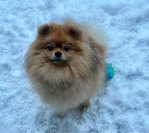 Erfahrener Deckrüde Reinsassiger Pomeranian Zwergspitz Orange sable Flauschiges Dichtes Fell