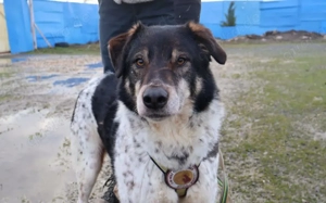 Aktiver und liebevoller Moano sucht sein Zuhause