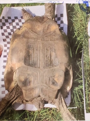Testudo Graeca 