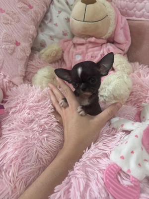 Mini Teacup Chihuahua Rüde 