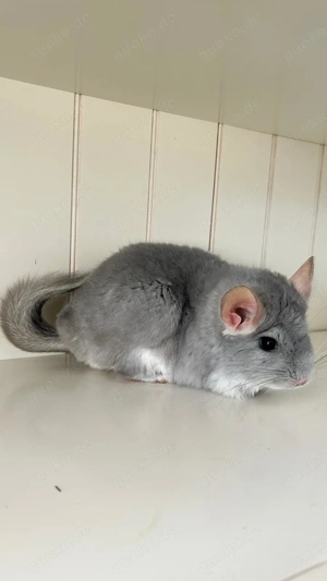 Chinchilla Weibchen Angoraträger 100 % RPAT Blue Diamond 100 % Afro Violett und Saphir Träger
