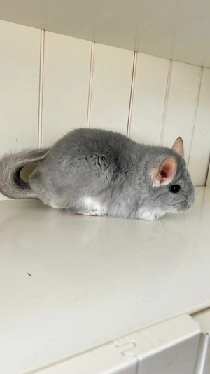 Chinchilla Weibchen Angoraträger 100 % RPAT Blue Diamond 100 % Afro Violett und Saphir Träger Bild 2