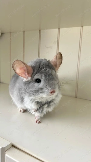 Chinchilla Weibchen Angoraträger 100 % RPAT Blue Diamond 100 % Afro Violett und Saphir Träger Bild 4