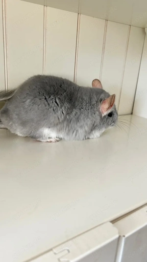 Chinchilla Weibchen Angoraträger 100 % RPAT Blue Diamond 100 % Afro Violett und Saphir Träger Bild 3
