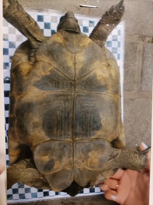 Testudo Graeca 