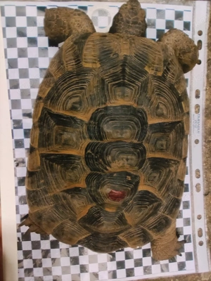 Testudo Graeca 