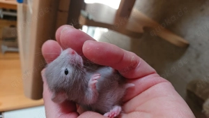 Junge Goldhamster ab Mitte März mit 8 Wochen abzugeben 