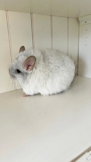 Chinchilla Angora RPA White Saphir 100% Blue Diamond uns Afro Violett Träger