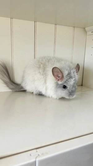 Chinchilla Angora RPA White Saphir 100% Blue Diamond uns Afro Violett Träger Bild 3