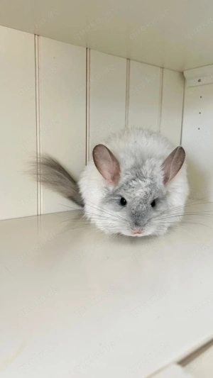Chinchilla Angora RPA White Saphir 100% Blue Diamond uns Afro Violett Träger Bild 2