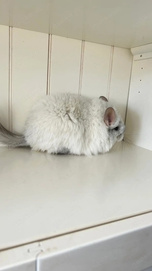 Chinchilla Angora RPA White Saphir 100% Blue Diamond uns Afro Violett Träger Bild 4
