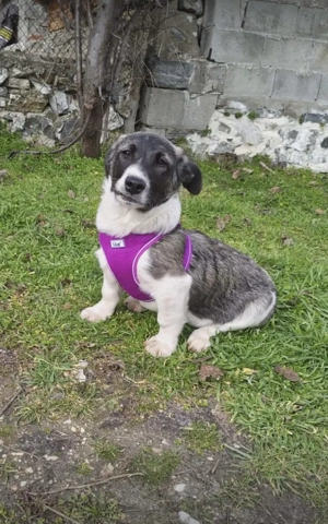 Adem sucht ein Zuhause 