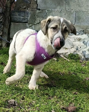 Joy sucht ein Zuhause 