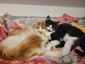 Rony und Pan, 2 Kater suchen Körbchen