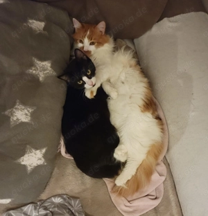 Rony und Pan, 2 Kater suchen Körbchen Bild 5