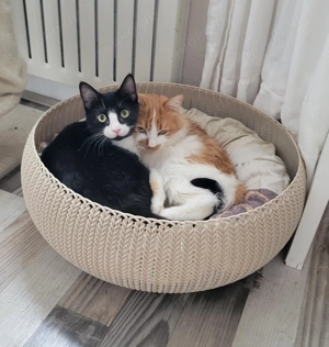 Rony und Pan, 2 Kater suchen Körbchen Bild 3