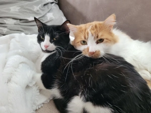 Rony und Pan, 2 Kater suchen Körbchen Bild 4