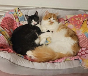 Rony und Pan, 2 Kater suchen Körbchen Bild 2