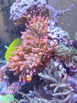 Korallen, Korallenableger, Anemonen, Meerwasser